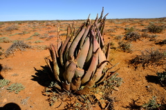 Aloe falcata