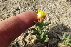 Lampranthus explanatus