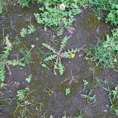 Taraxacum officinale