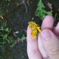 Taraxacum officinale