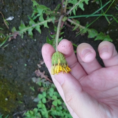 Taraxacum officinale