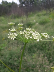 Peucedanum oreoselinum