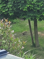 Picus viridis