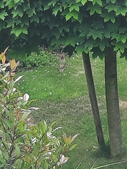 Picus viridis