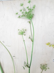 Peucedanum oreoselinum