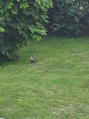 Picus viridis