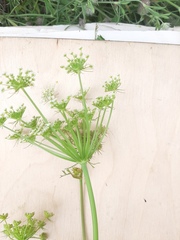 Peucedanum oreoselinum