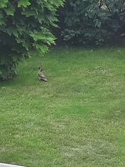 Picus viridis