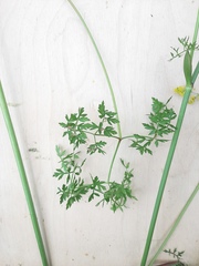 Peucedanum oreoselinum