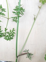 Peucedanum oreoselinum