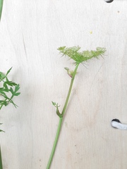 Peucedanum oreoselinum