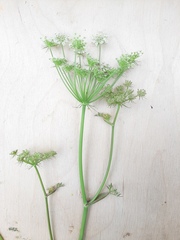 Peucedanum oreoselinum