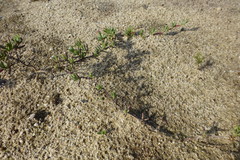 Lampranthus explanatus