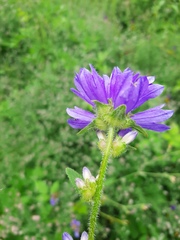 Campanula cervicaria