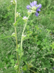 Campanula cervicaria