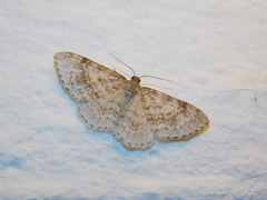 Hydrelia sylvata