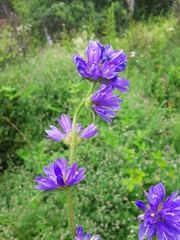 Campanula cervicaria