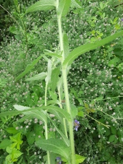 Campanula cervicaria