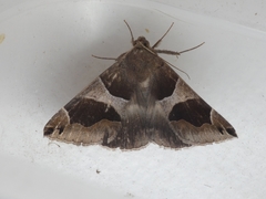 Dysgonia algira