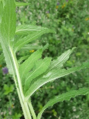 Campanula cervicaria