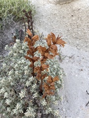 Orobanche alba