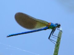 Calopteryx xanthostoma