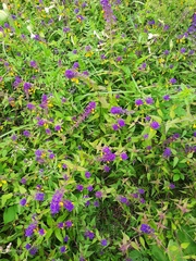 Melampyrum nemorosum