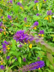 Melampyrum nemorosum