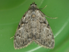 Meganola strigula