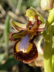Ophrys speculum