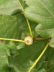 Quercus petraea