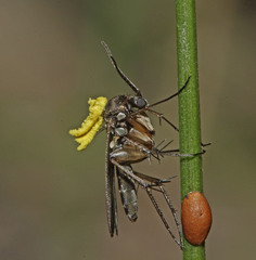 Pterostylis tunstallii