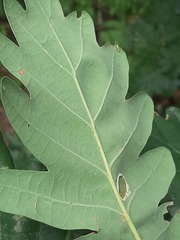Quercus petraea