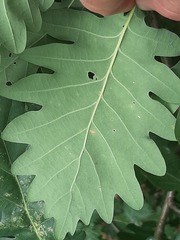 Quercus petraea