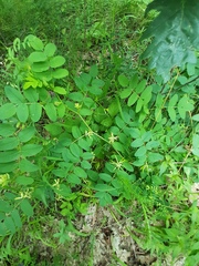Astragalus glycyphyllos
