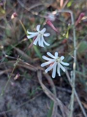 Silene portensis