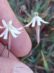 Silene portensis