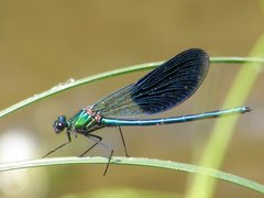 Calopteryx xanthostoma