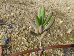 Lampranthus explanatus