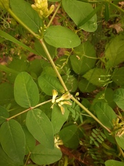 Astragalus glycyphyllos