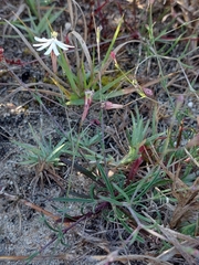 Silene portensis