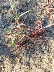 Silene portensis