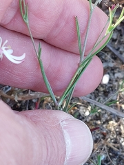 Silene portensis