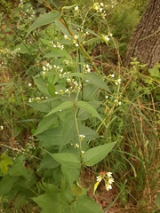 Vincetoxicum hirundinaria