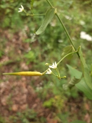 Vincetoxicum hirundinaria