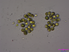 Sphaerocystis