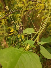 Vicia hirsuta