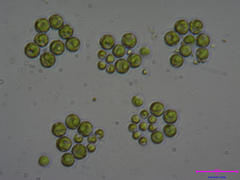 Sphaerocystis