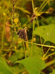 Vicia hirsuta