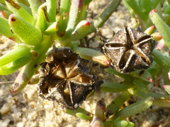 Lampranthus explanatus